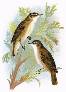 Reed Warbler and Sedge Warbler